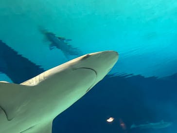 沖縄美ら海水族館に投稿された画像（2023/12/6）