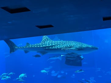 沖縄美ら海水族館に投稿された画像（2023/12/6）