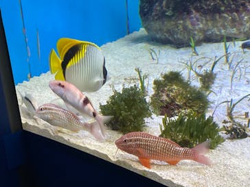 沖縄美ら海水族館に投稿された画像（2023/12/6）