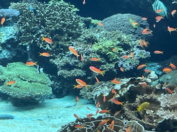 沖縄美ら海水族館に投稿された画像（2023/12/6）