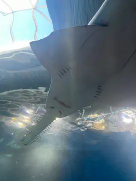 マクセル アクアパーク品川に投稿された画像（2023/12/6）