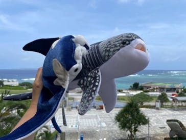 沖縄美ら海水族館に投稿された画像（2023/12/6）