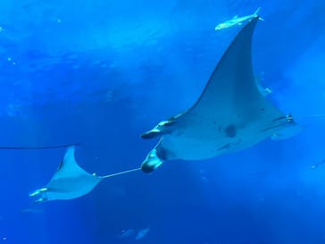 沖縄美ら海水族館に投稿された画像（2023/12/6）