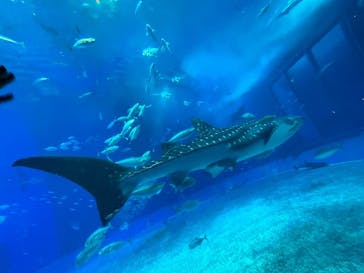 沖縄美ら海水族館に投稿された画像（2023/12/6）