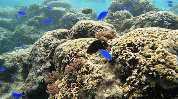 武藤潜水に投稿された画像（2023/12/7）