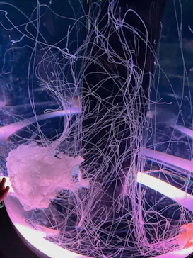 マクセル アクアパーク品川に投稿された画像（2023/11/13）