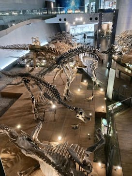 福井県立恐竜博物館に投稿された画像（2023/12/7）