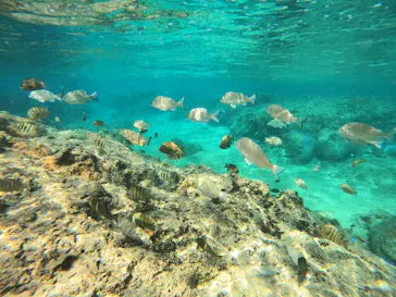 武藤潜水に投稿された画像（2023/12/7）