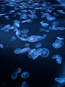 すみだ水族館に投稿された画像（2023/12/7）