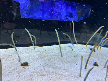すみだ水族館に投稿された画像（2023/12/7）