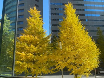 ゴッホと静物画　伝統から革新へ（SＯＭＰＯ美術館）に投稿された画像（2023/12/7）