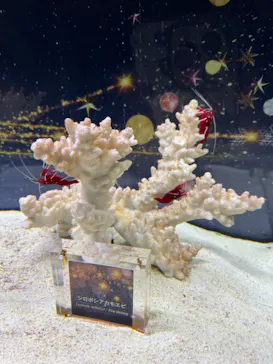 マクセル アクアパーク品川に投稿された画像（2023/12/7）