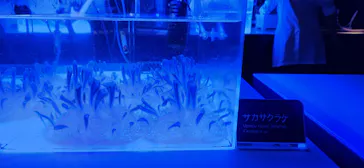 すみだ水族館に投稿された画像（2023/12/7）