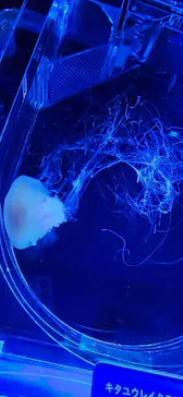 すみだ水族館に投稿された画像（2023/12/7）