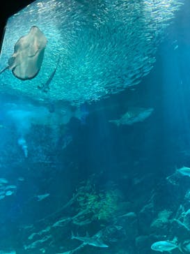 マリンワールド海の中道に投稿された画像（2023/12/7）