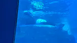 名古屋港水族館に投稿された画像（2023/12/8）