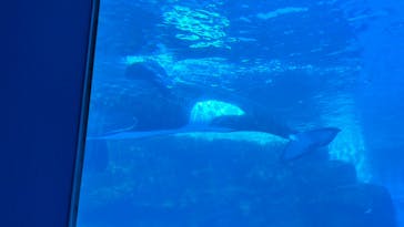 名古屋港水族館に投稿された画像（2023/12/7）