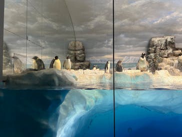 名古屋港水族館に投稿された画像（2023/12/7）