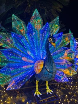 伊豆ぐらんぱる公園に投稿された画像（2023/12/8）