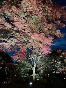 六義園に投稿された画像（2023/12/8）