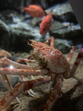 しながわ水族館に投稿された画像（2023/12/8）