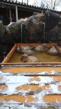 那須どうぶつ王国に投稿された画像（2023/12/8）