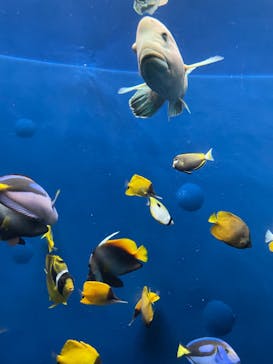 環境水族館アクアマリンふくしまに投稿された画像（2023/12/8）