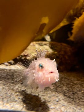 環境水族館アクアマリンふくしまに投稿された画像（2023/12/8）