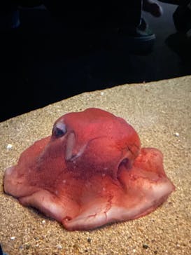 環境水族館アクアマリンふくしまに投稿された画像（2023/12/8）