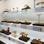 特別展「和食 ～日本の自然、人々の知恵～」に投稿された画像（2023/12/8）