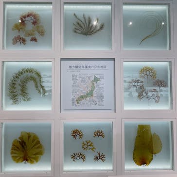 特別展「和食 ～日本の自然、人々の知恵～」に投稿された画像（2023/12/8）