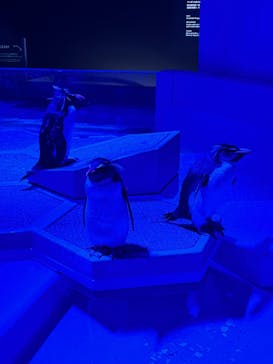 AOAO SAPPOROに投稿された画像（2023/12/8）