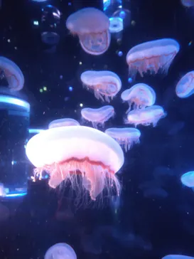 マクセル アクアパーク品川に投稿された画像（2023/12/8）