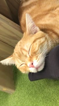 猫カフェモカ　アルシェ大宮店に投稿された画像（2023/12/8）