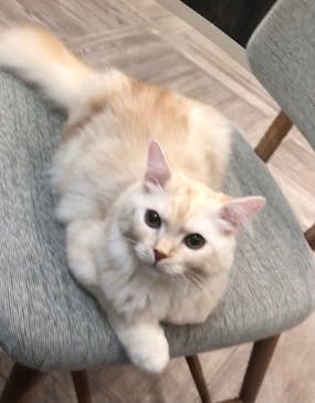 猫カフェモカ　アルシェ大宮店に投稿された画像（2023/12/8）