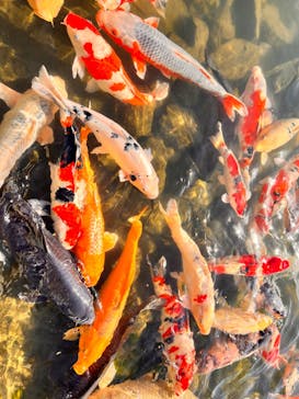 環境水族館アクアマリンふくしまに投稿された画像（2023/12/9）