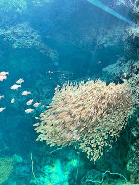 環境水族館アクアマリンふくしまに投稿された画像（2023/12/9）