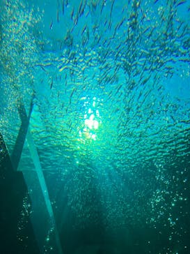 環境水族館アクアマリンふくしまに投稿された画像（2023/12/9）