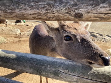 群馬サファリパークに投稿された画像（2023/12/9）
