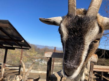 群馬サファリパークに投稿された画像（2023/12/9）