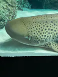 サンシャイン水族館に投稿された画像（2023/12/9）