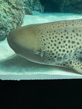 サンシャイン水族館に投稿された画像（2023/12/9）