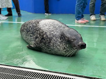 ゼロ距離水族館 伊勢シーパラダイスに投稿された画像（2023/12/9）