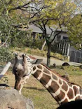 天王寺動物園に投稿された画像（2023/12/9）