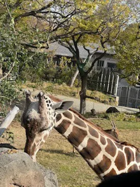 天王寺動物園に投稿された画像（2023/12/9）