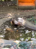 よこはま動物園ズーラシアに投稿された画像（2023/12/9）