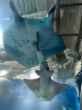 マクセル アクアパーク品川に投稿された画像（2023/12/9）