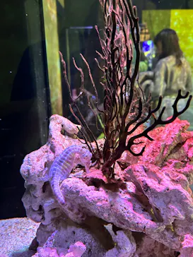 マクセル アクアパーク品川に投稿された画像（2023/12/9）