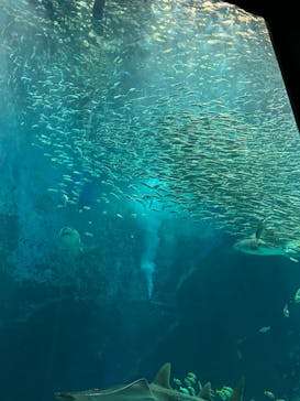 マリンワールド海の中道に投稿された画像（2023/12/9）