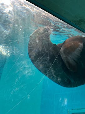 マリンワールド海の中道に投稿された画像（2023/12/9）